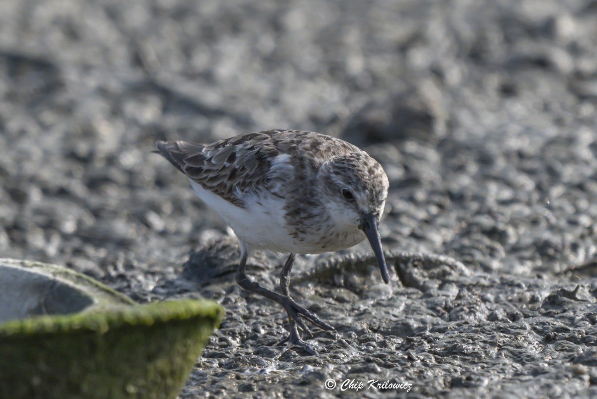 Semipalmated Sandpiper - ML622546003