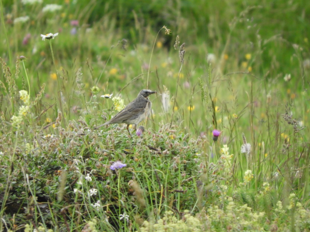 Water Pipit - ML622546098