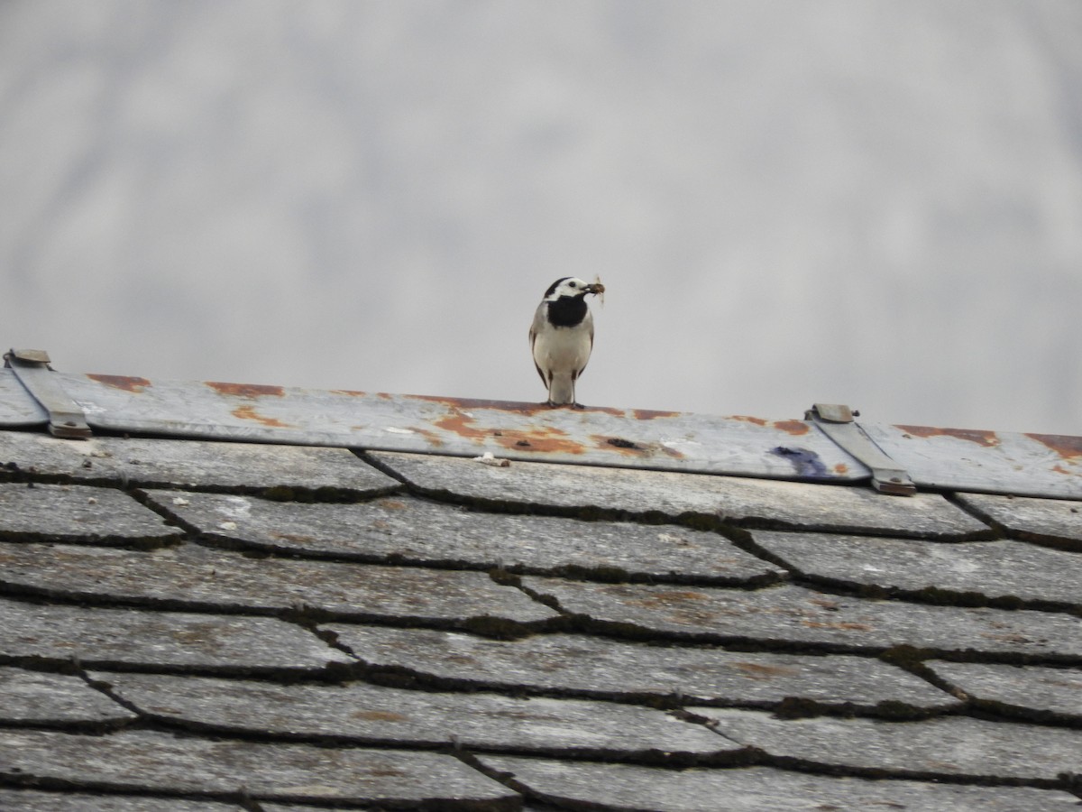 White Wagtail - ML622546106