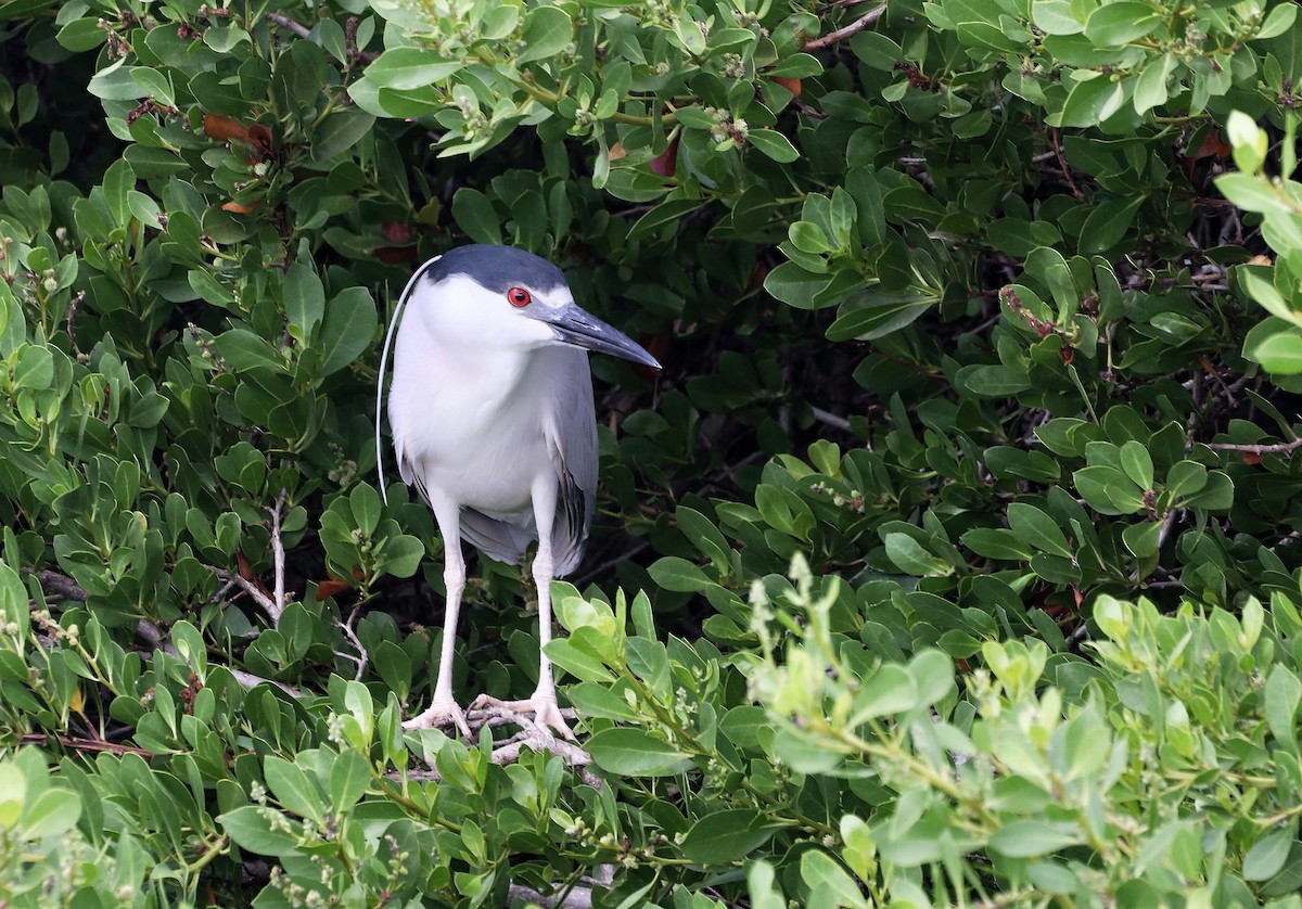 Ногоовор зашин - ML622546111