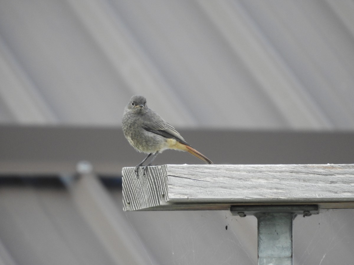 Black Redstart - ML622546121