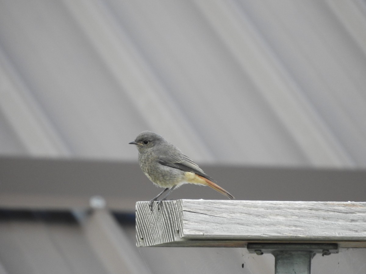 Black Redstart - ML622546122