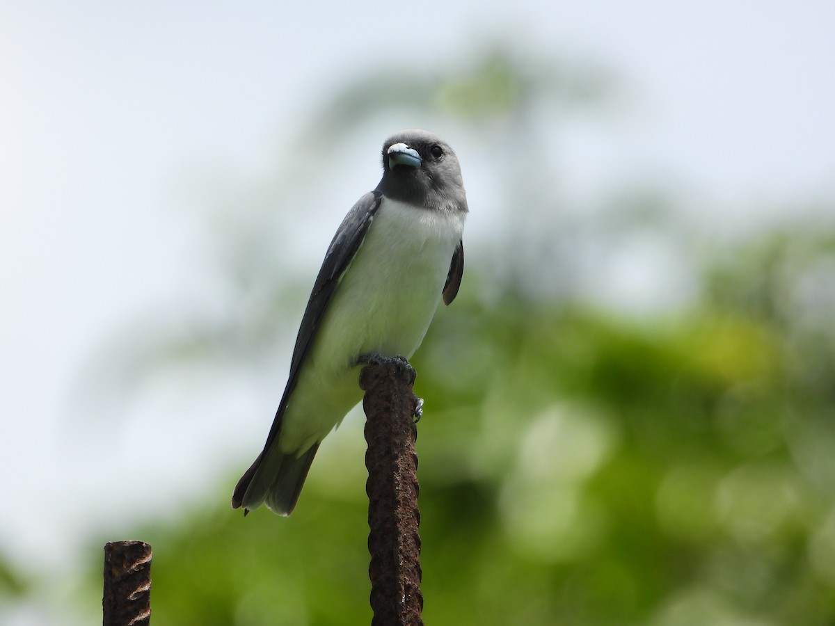 白胸燕鵙 - ML622546130