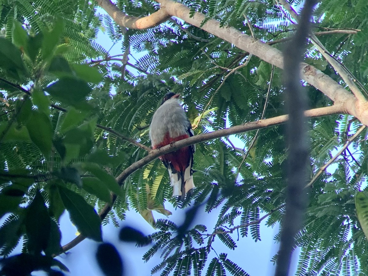 Cuban Trogon - ML622546208