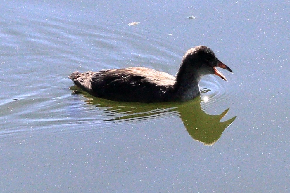 American Coot (Red-shielded) - ML622546211