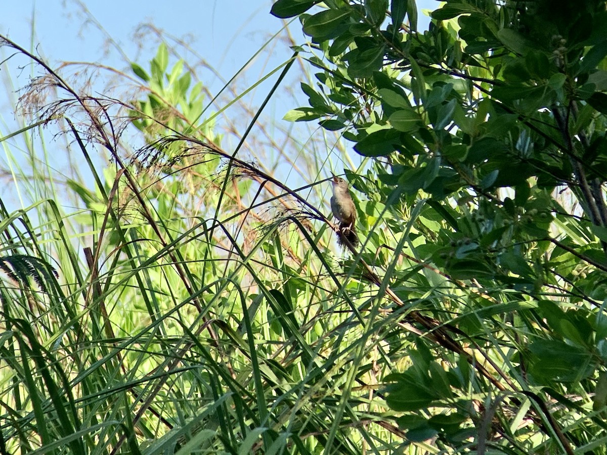 Zapata Wren - ML622546223