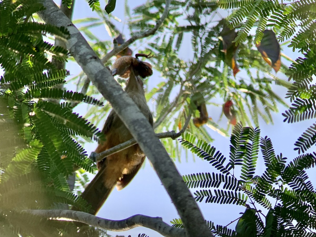 Great Lizard-Cuckoo (Cuban) - ML622546229