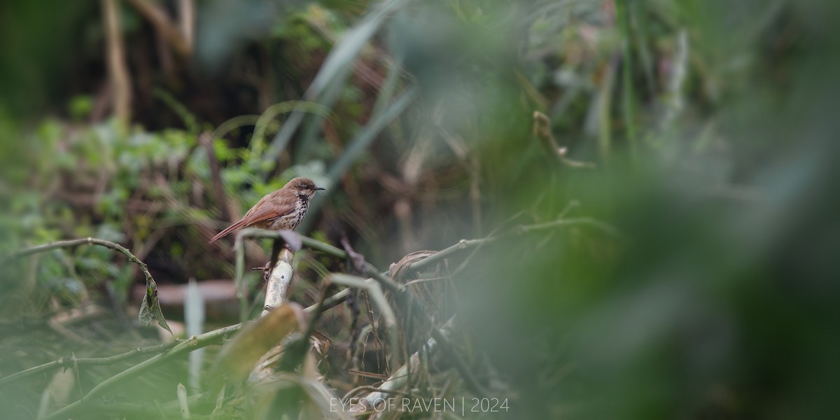 Spotted Morning-Thrush - ML622546234