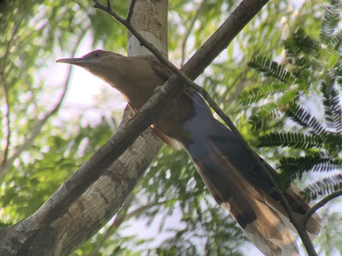 Great Lizard-Cuckoo - ML622546261