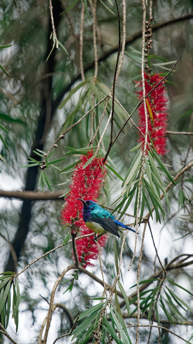 Variable Sunbird - ML622546262