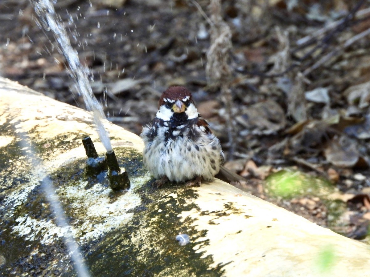 Spanish Sparrow - ML622546265