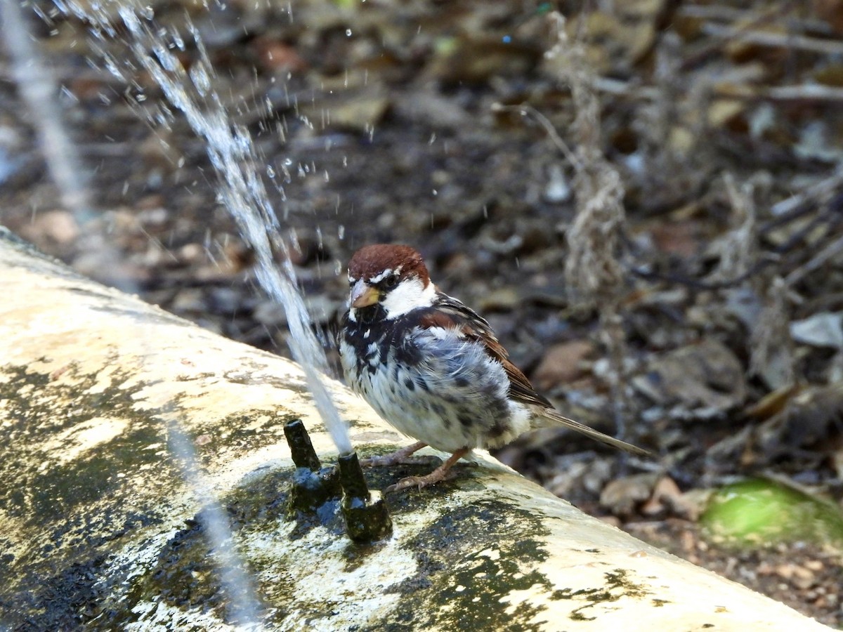 Spanish Sparrow - ML622546266