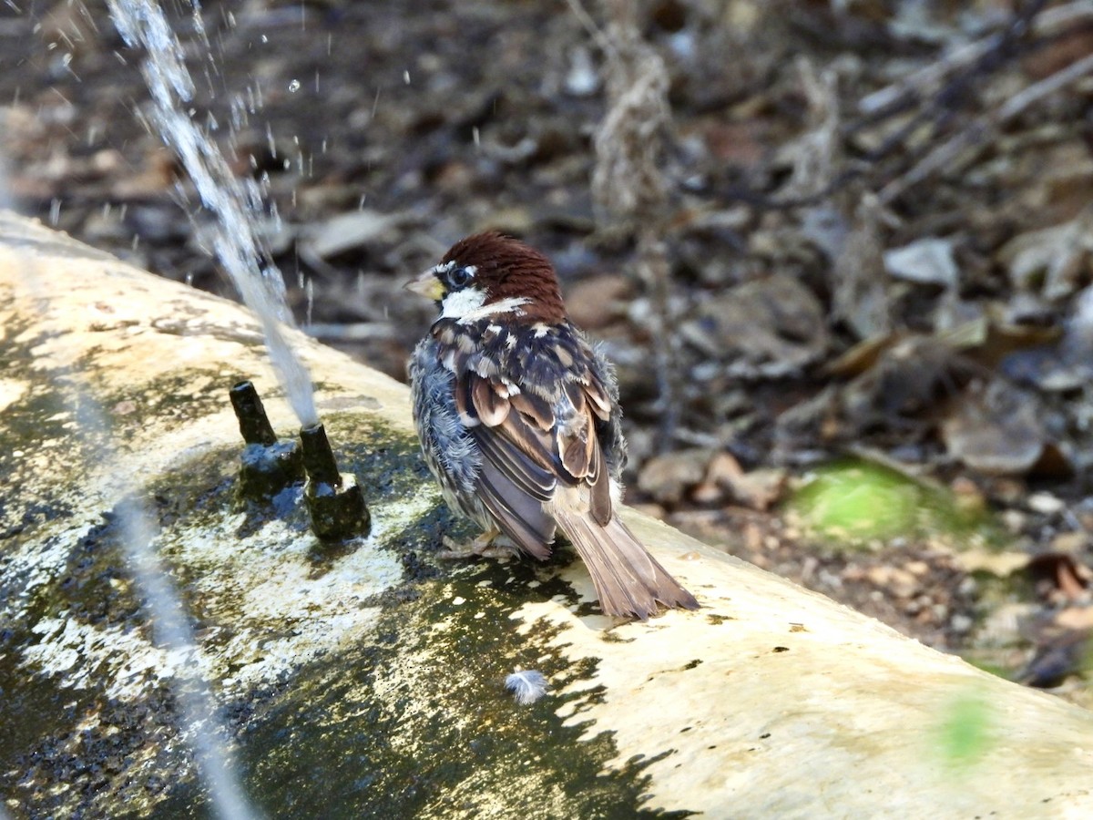 Spanish Sparrow - ML622546267