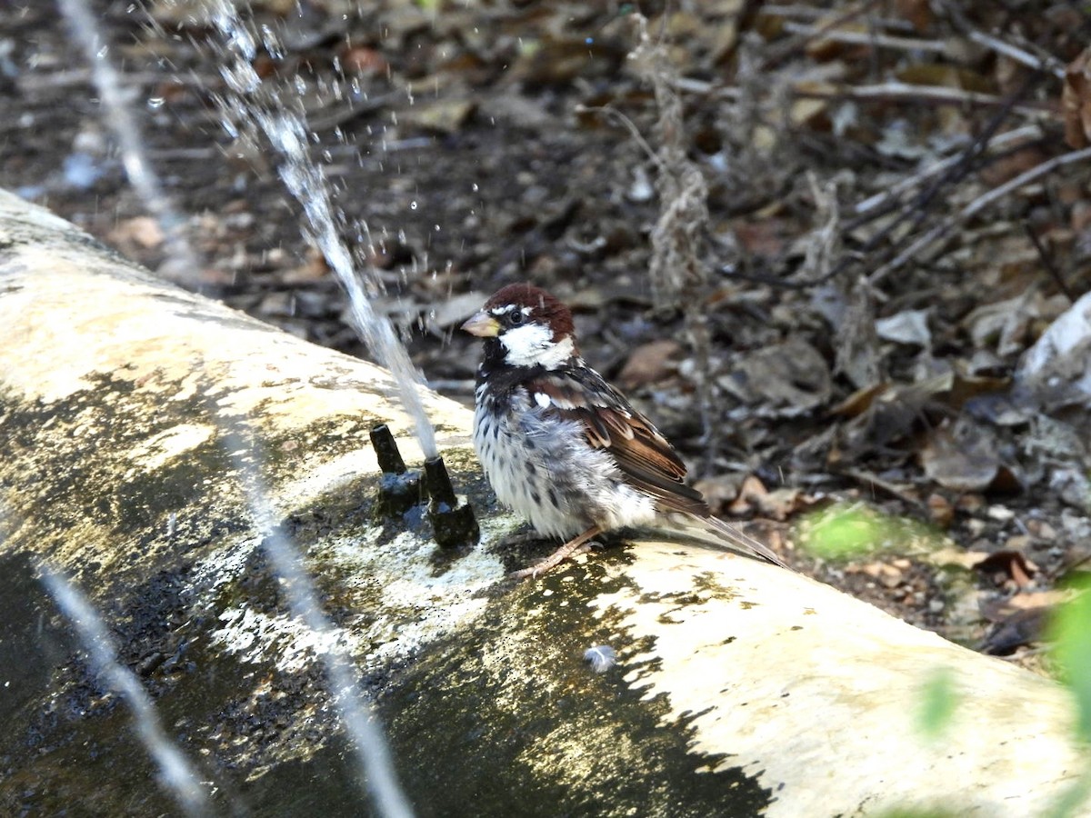 Spanish Sparrow - ML622546268
