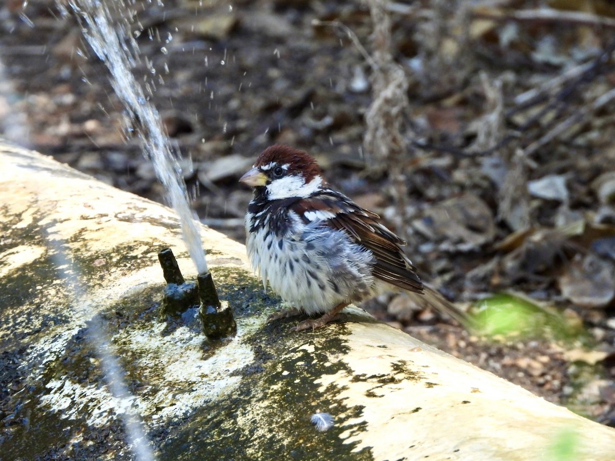 Spanish Sparrow - ML622546269