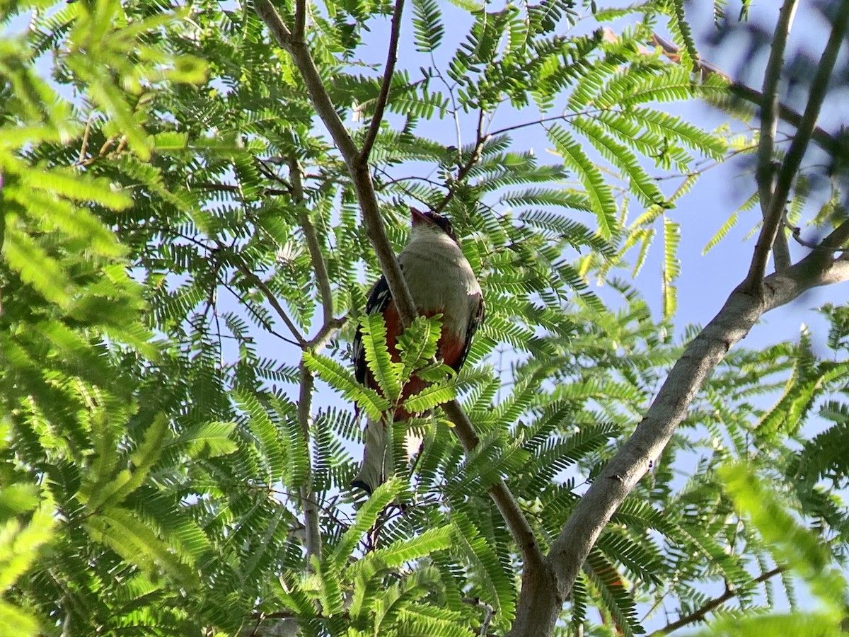 Cuban Trogon - ML622546278