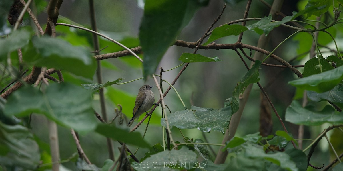 Green-backed Honeyguide - ML622546307