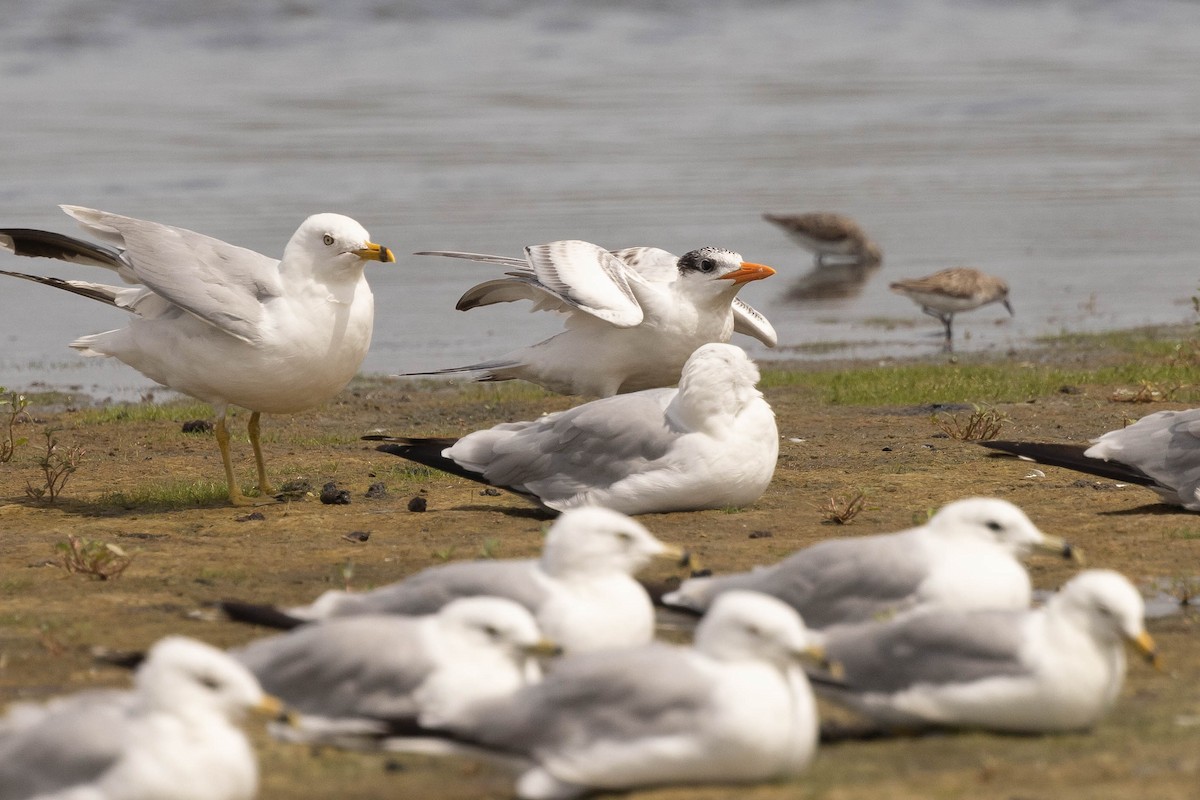 Royal Tern - ML622546329