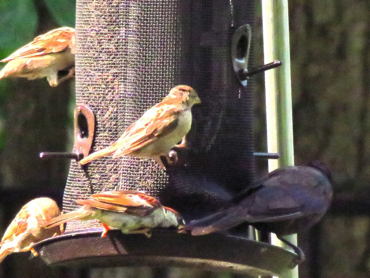 House Sparrow - ML622546399