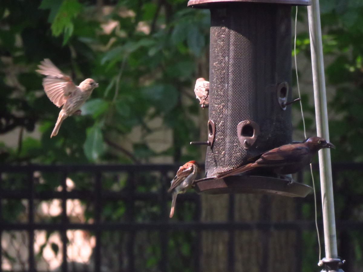 House Finch - ML622546406