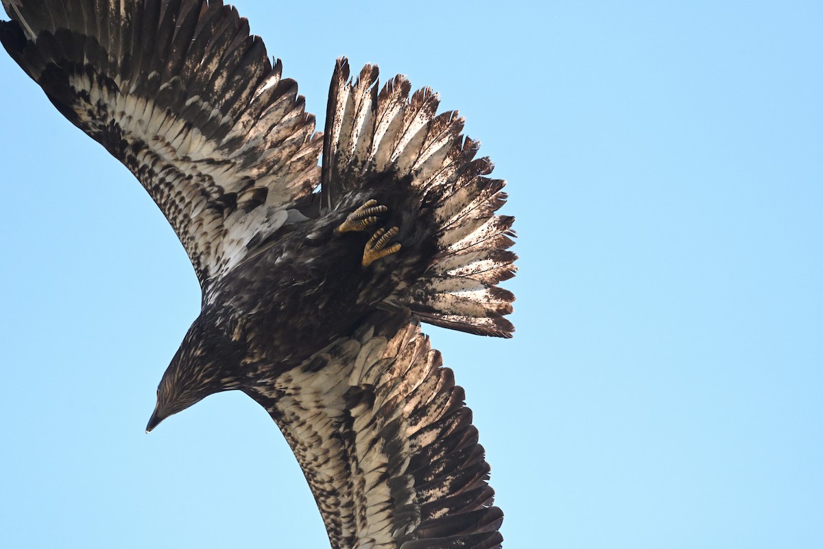 Bald Eagle - ML622546433
