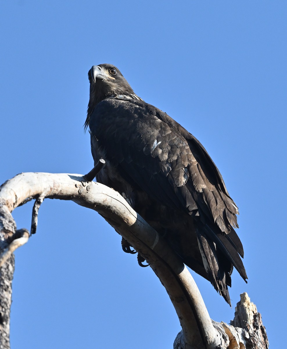 Bald Eagle - ML622546434