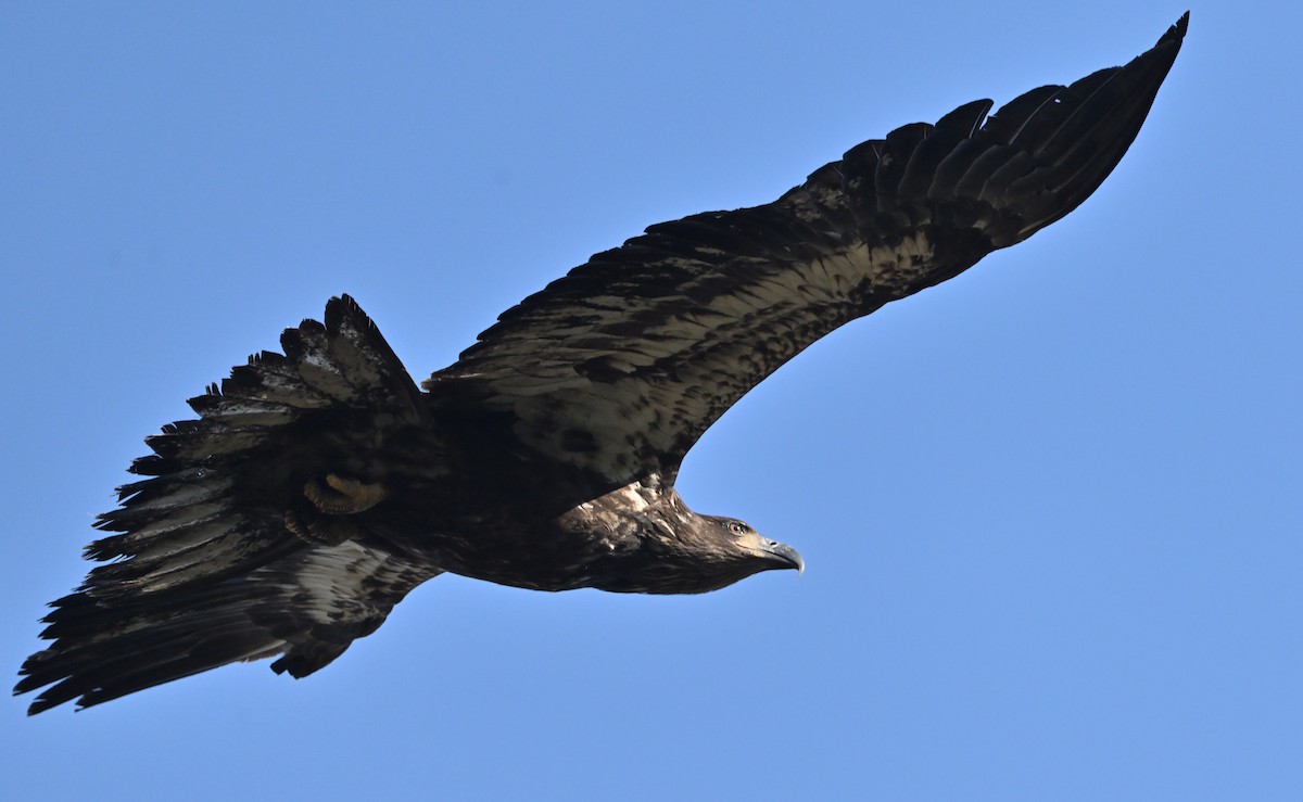 Bald Eagle - ML622546435