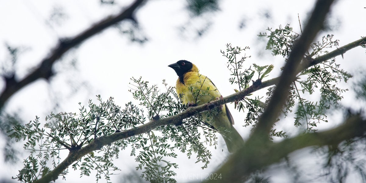 Village Weaver - ML622546455