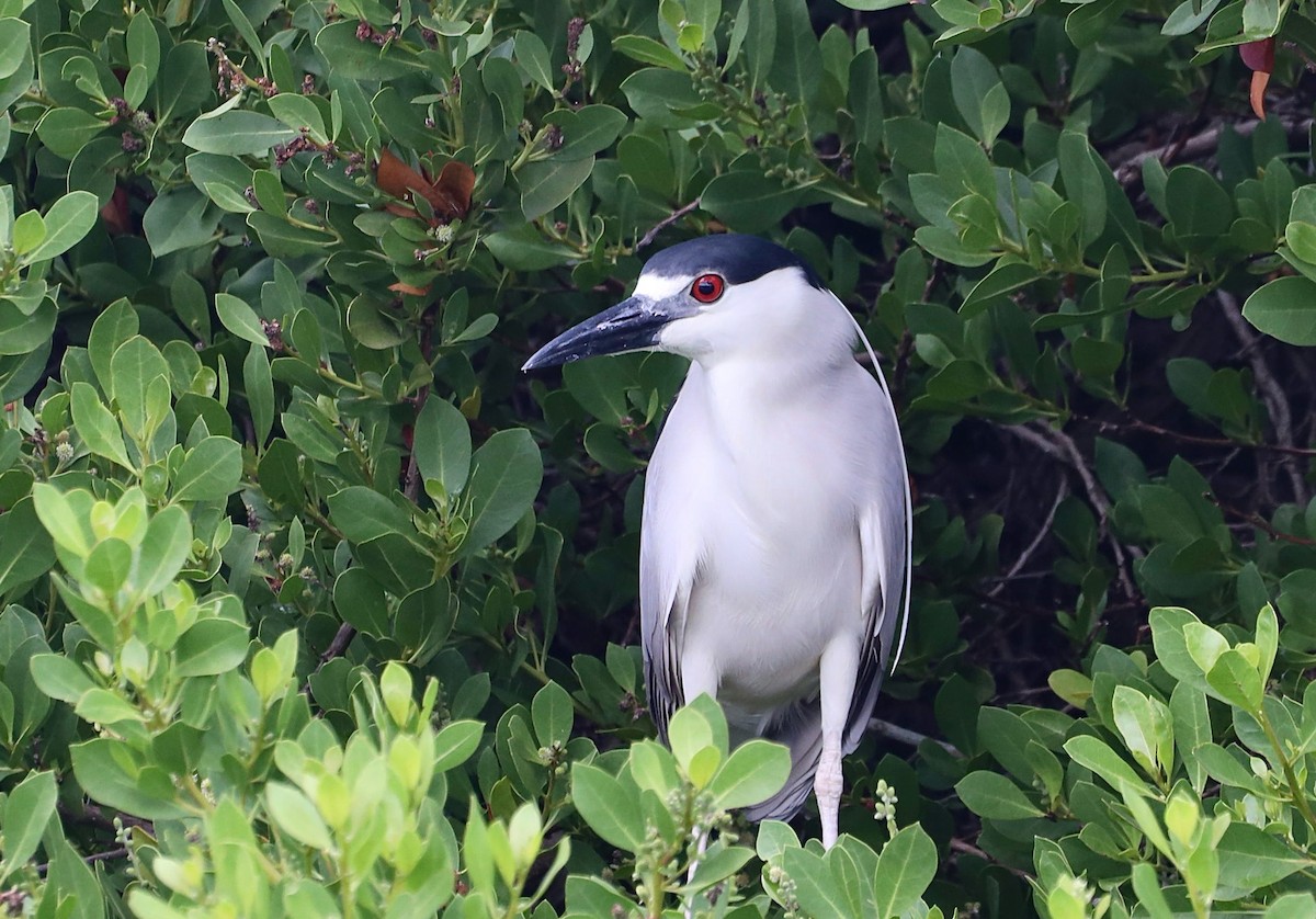 Ногоовор зашин - ML622546518