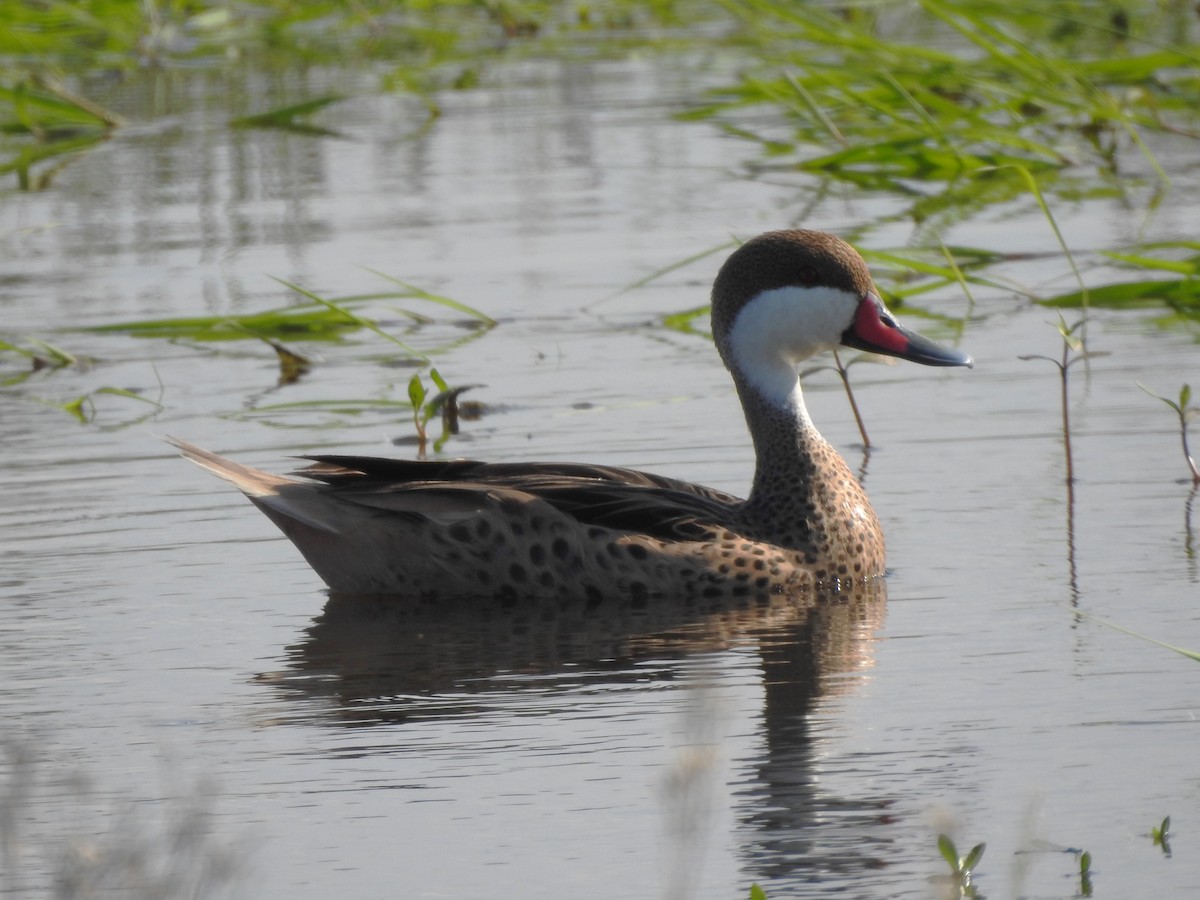 Canard des Bahamas - ML622546521