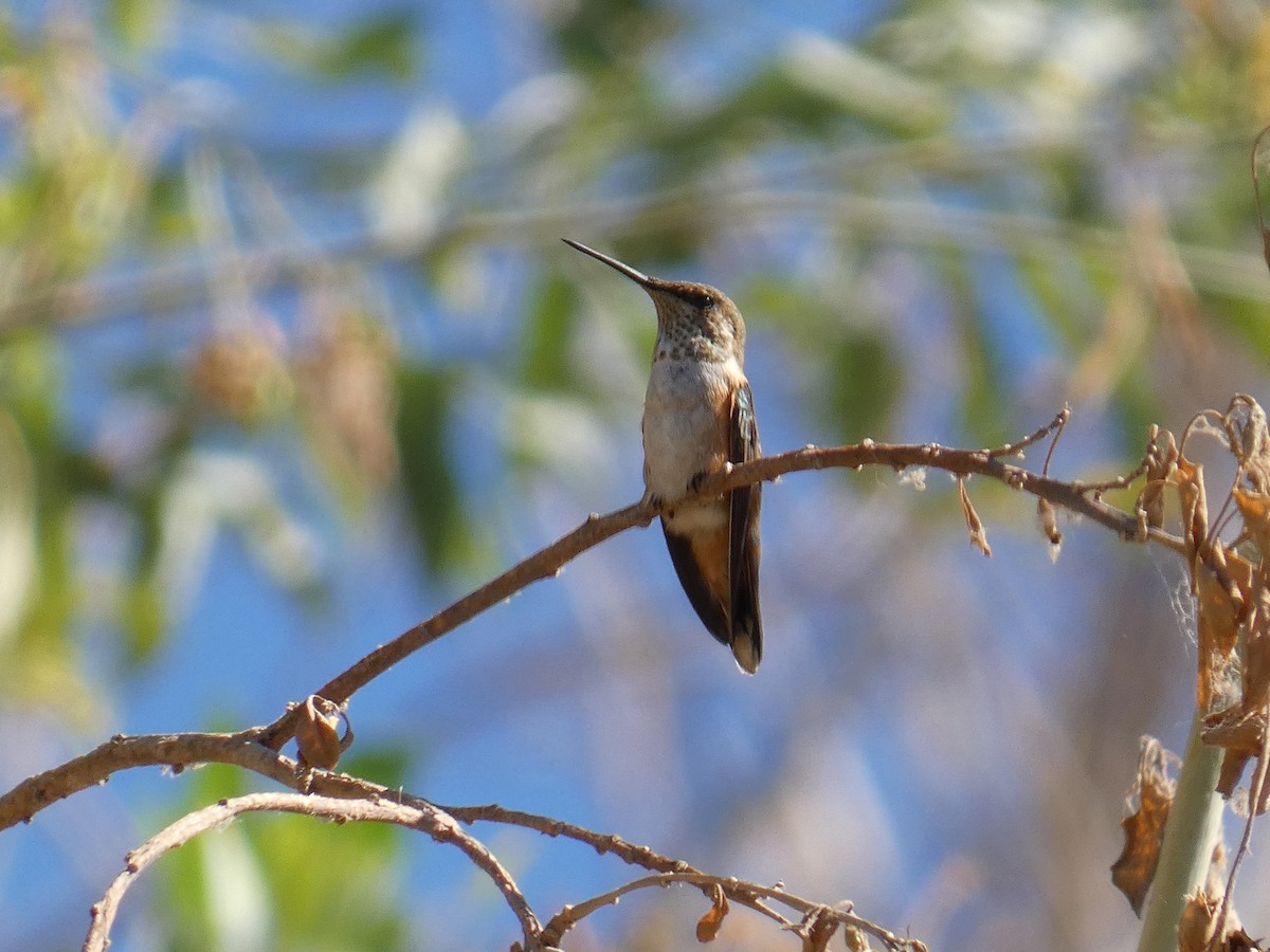 Rufous Hummingbird - ML622546646