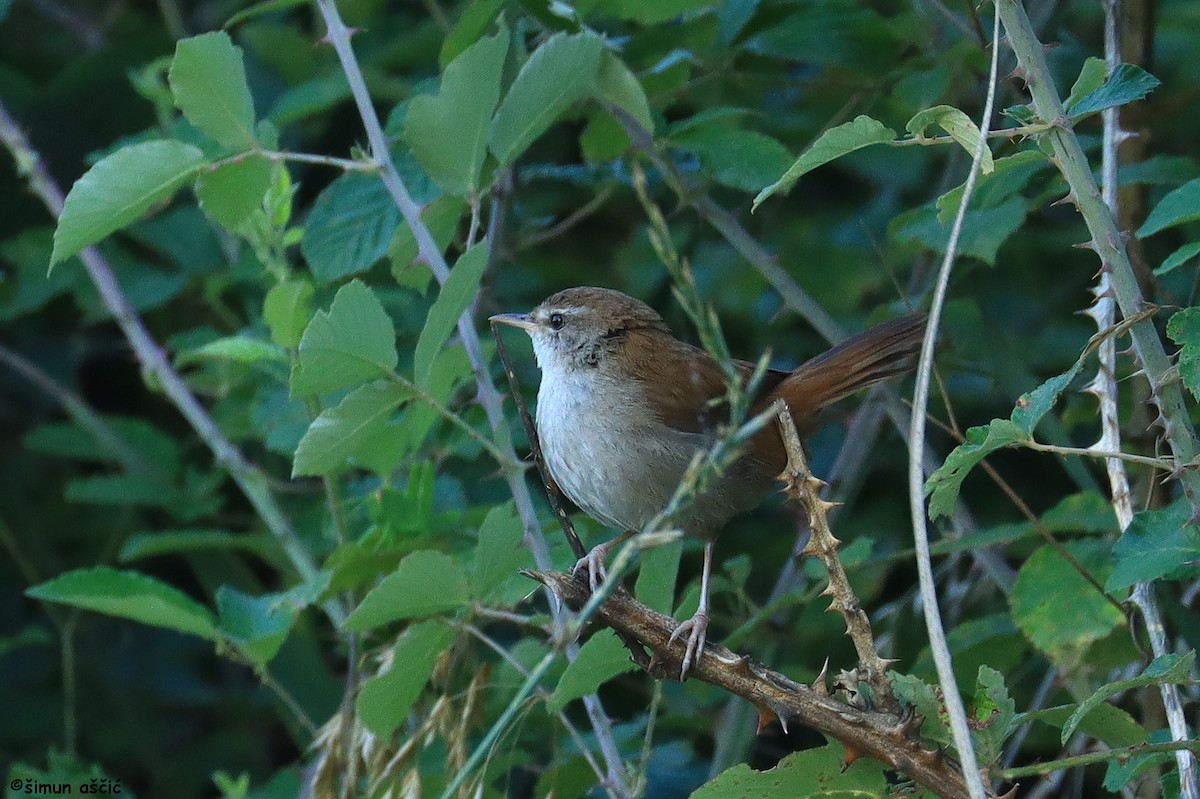 Cetti's Warbler - Šimun Aščić