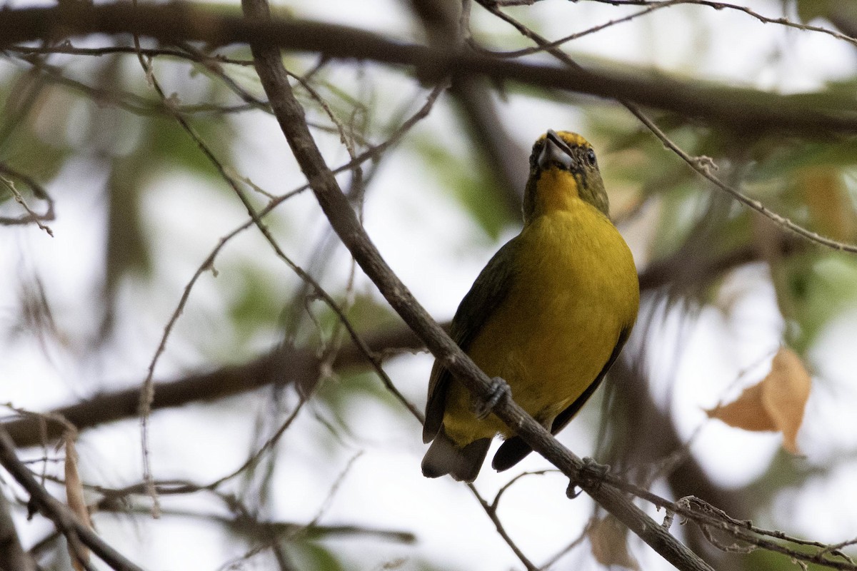 Golden-bellied Euphonia - ML622546801