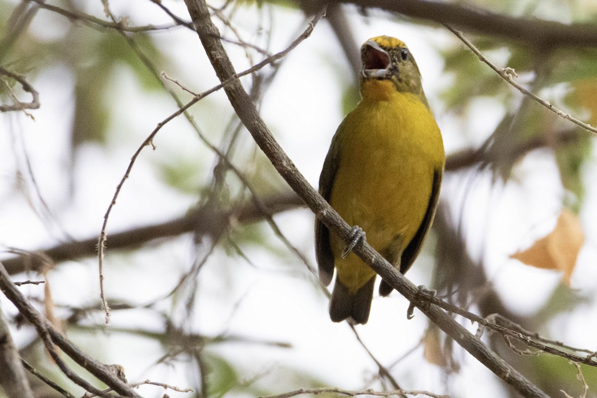 Golden-bellied Euphonia - Andres Leon-Reyes