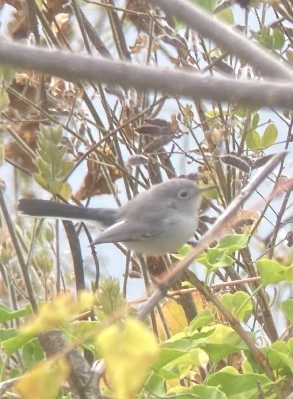 Blue-gray Gnatcatcher - ML622546855