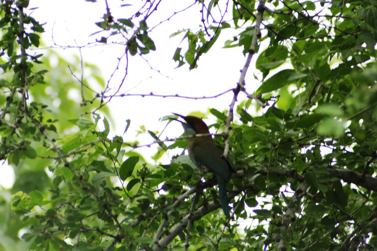 Russet-crowned Motmot - ML622546889