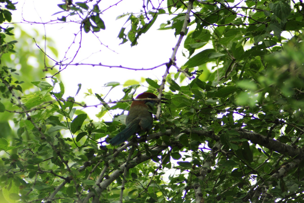 Russet-crowned Motmot - ML622546923