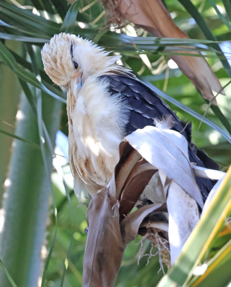 Yellow-headed Caracara - ML622546997