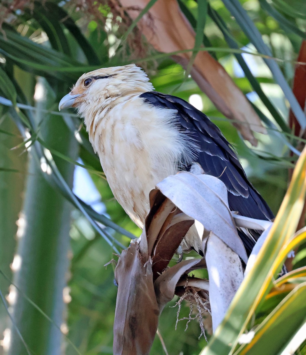 Yellow-headed Caracara - ML622546999