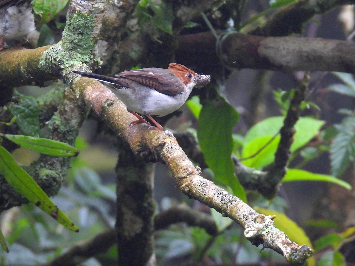 Chestnut-crested Yuhina - ML622547000