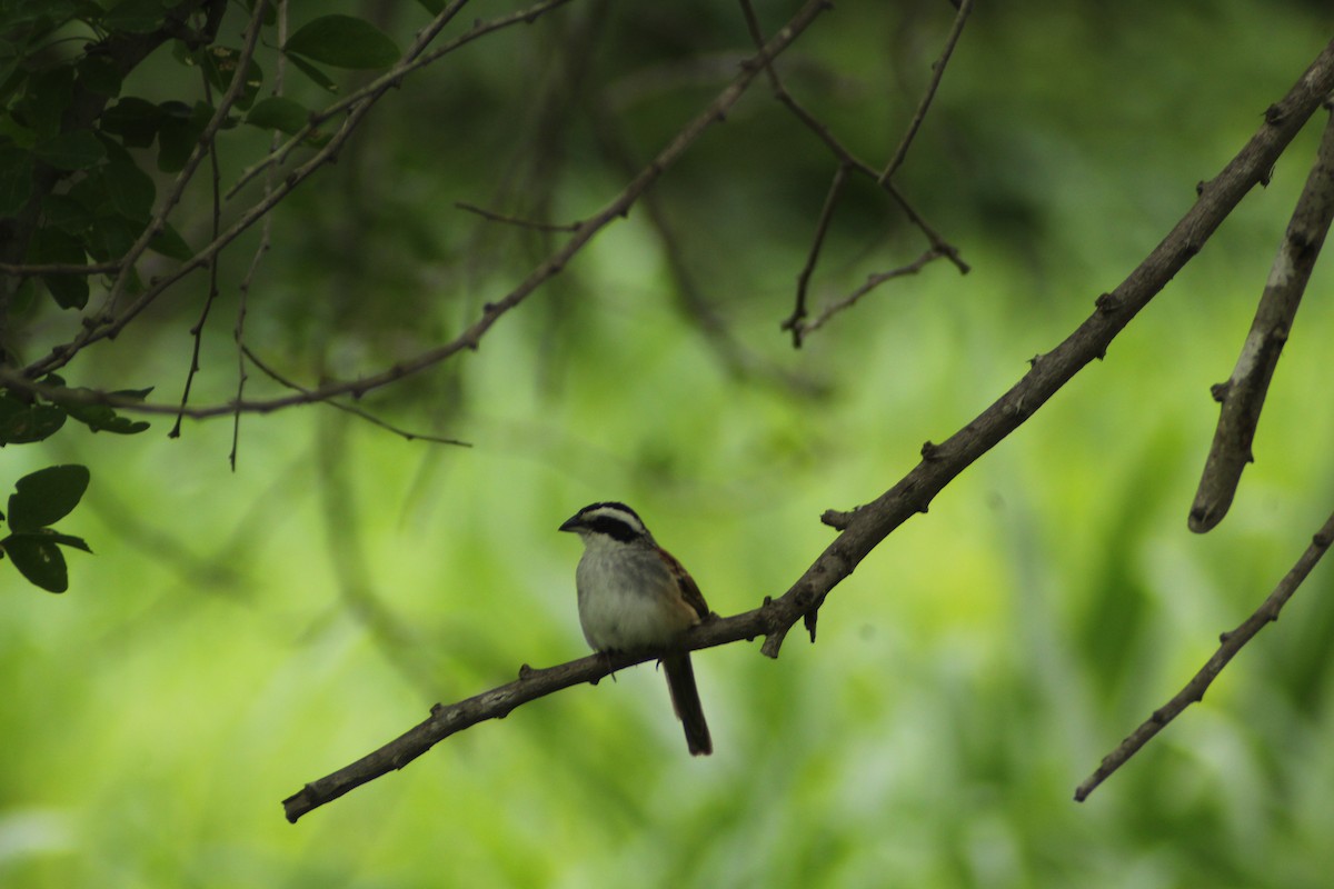 Yellow-winged Cacique - ML622547002