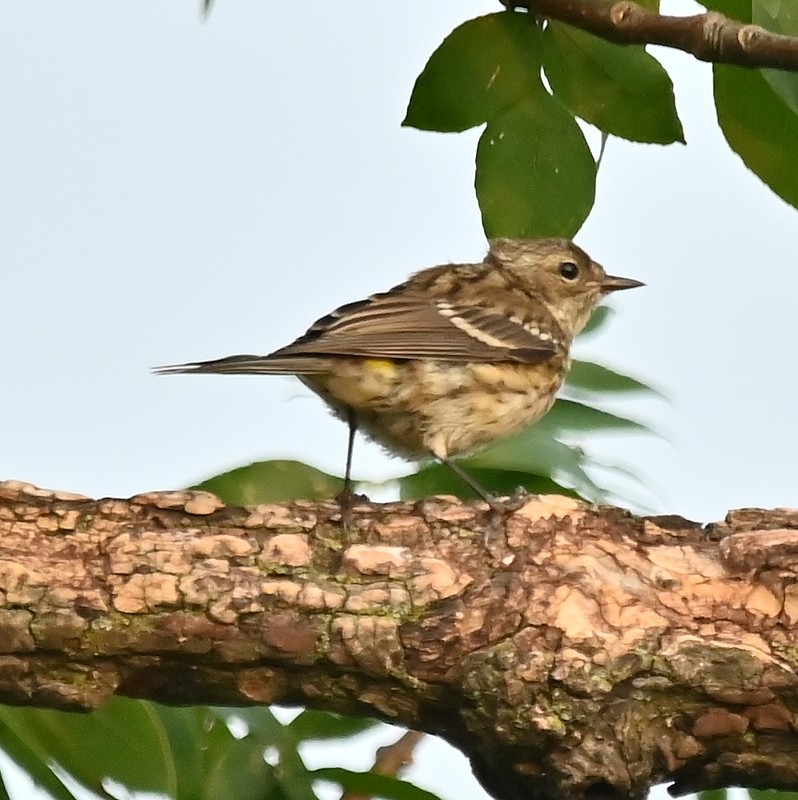 Yellow-rumped Warbler - ML622547114