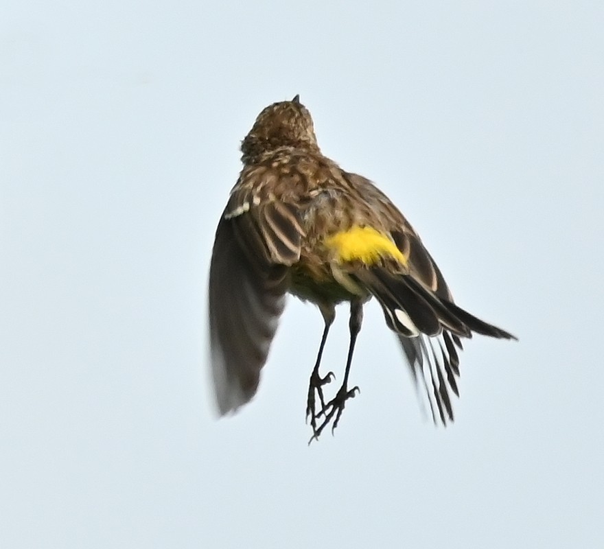 Yellow-rumped Warbler - ML622547120