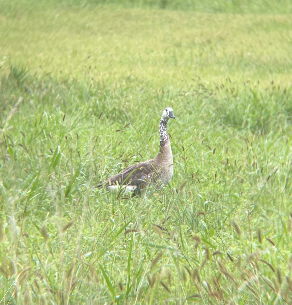 Canada Goose - ML622547128