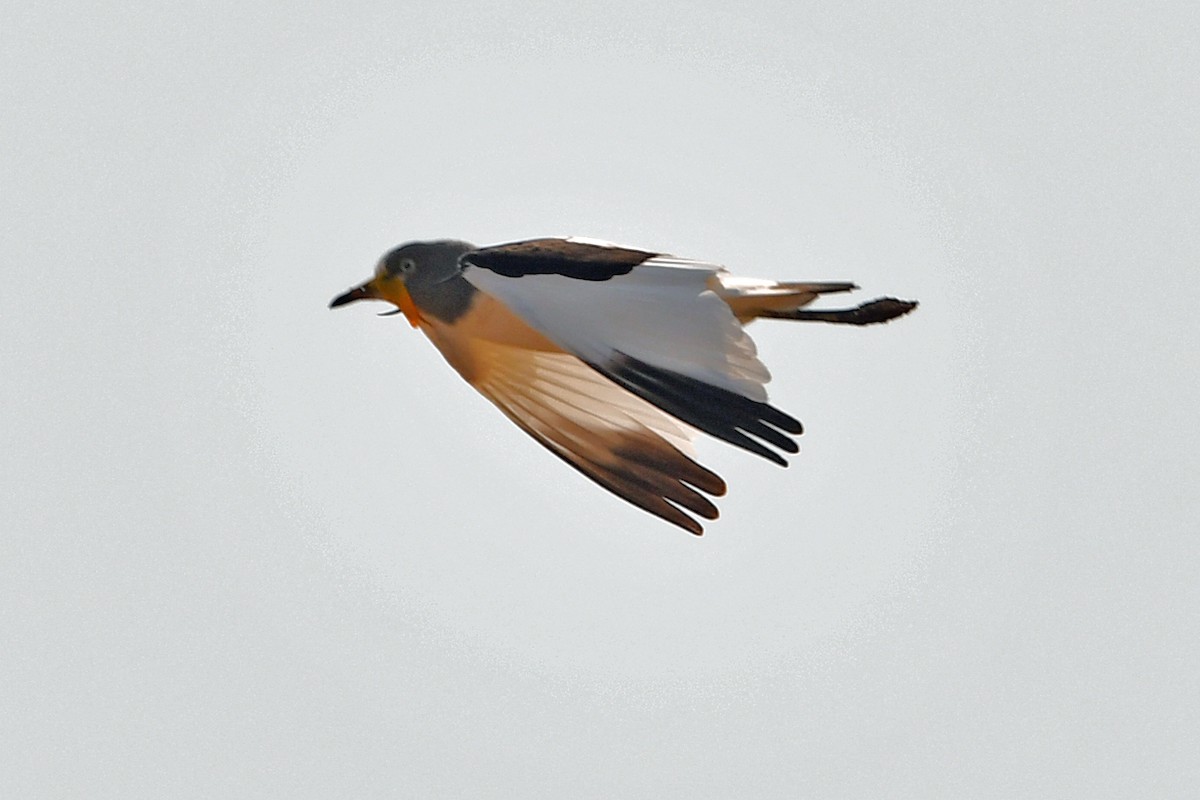 White-crowned Lapwing - ML622547134