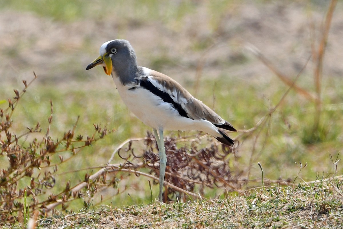 White-crowned Lapwing - ML622547135