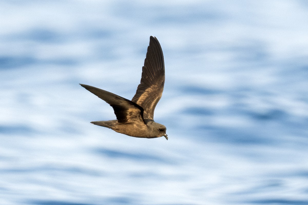 Least Storm-Petrel - Leander Khil
