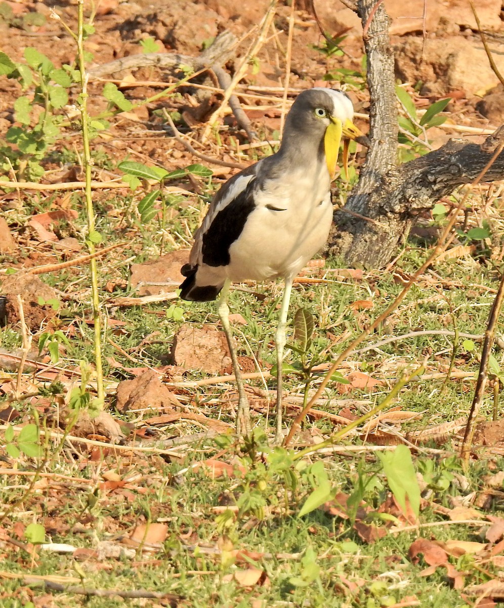 White-crowned Lapwing - ML622547239