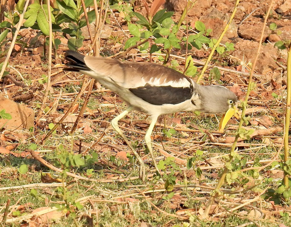 White-crowned Lapwing - ML622547240