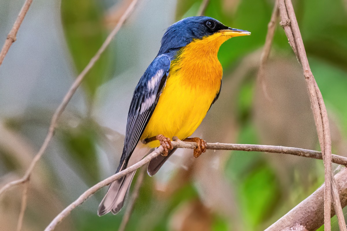 Tropical Parula - ML622547241